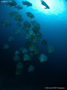 Batfish, Platax orbicularis. Canon G10. by Bea & Stef Primatesta 